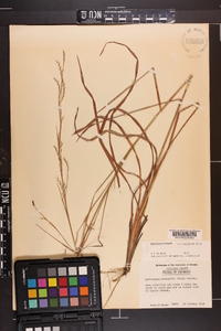 Schizachyrium stoloniferum image