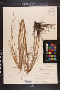 Schizachyrium tenerum image