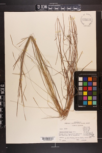 Schizachyrium tenerum image