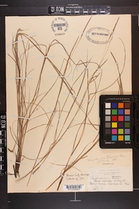 Schizachyrium tenerum image