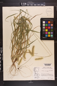 Setaria corrugata image