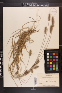 Setaria corrugata image