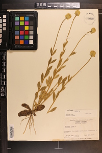 Polygala lutea image