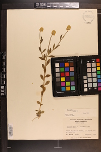 Polygala lutea image