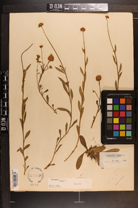 Polygala lutea image