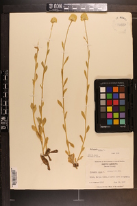 Polygala lutea image