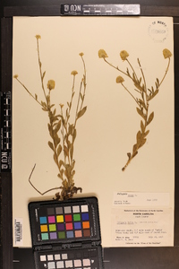 Polygala lutea image