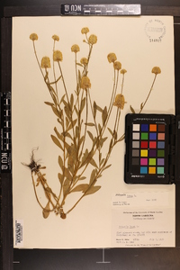 Polygala lutea image