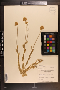 Polygala lutea image