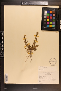 Polygala lutea image