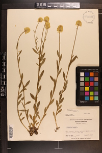 Polygala lutea image