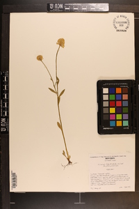 Polygala lutea image