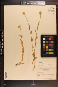 Polygala lutea image