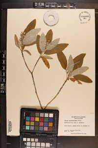 Croton argyranthemus image