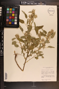 Croton capitatus image