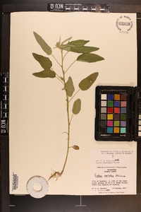 Croton capitatus image