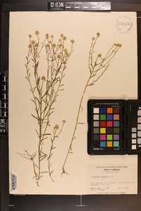 Polygala mariana image