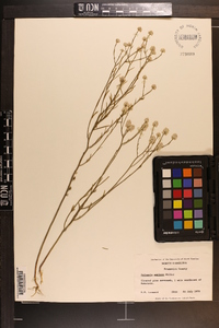 Polygala mariana image