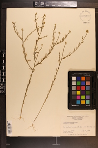 Polygala mariana image