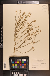 Polygala mariana image