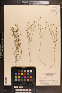 Polygala mariana image