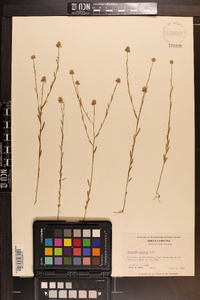 Polygala mariana image