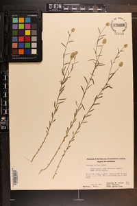 Polygala mariana image