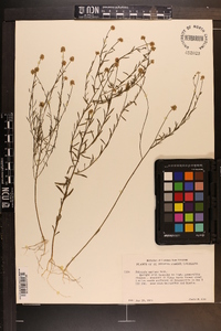 Polygala mariana image