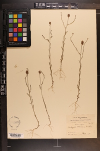 Polygala mariana image