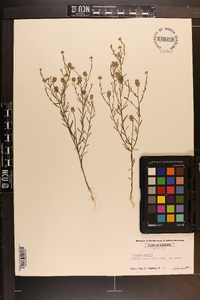 Polygala mariana image