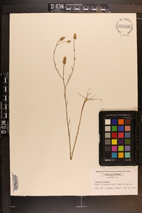 Polygala mariana image