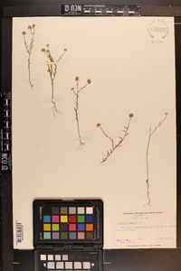 Polygala mariana image