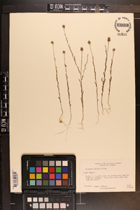 Polygala mariana image