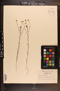 Polygala mariana image