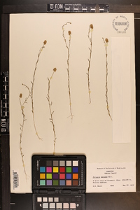 Polygala mariana image