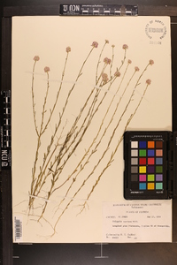 Polygala mariana image