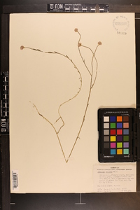 Polygala mariana image