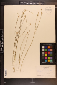 Polygala mariana image