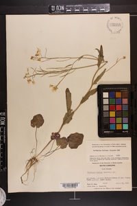 Cardamine bulbosa image