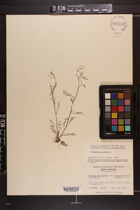 Cardamine parviflora image