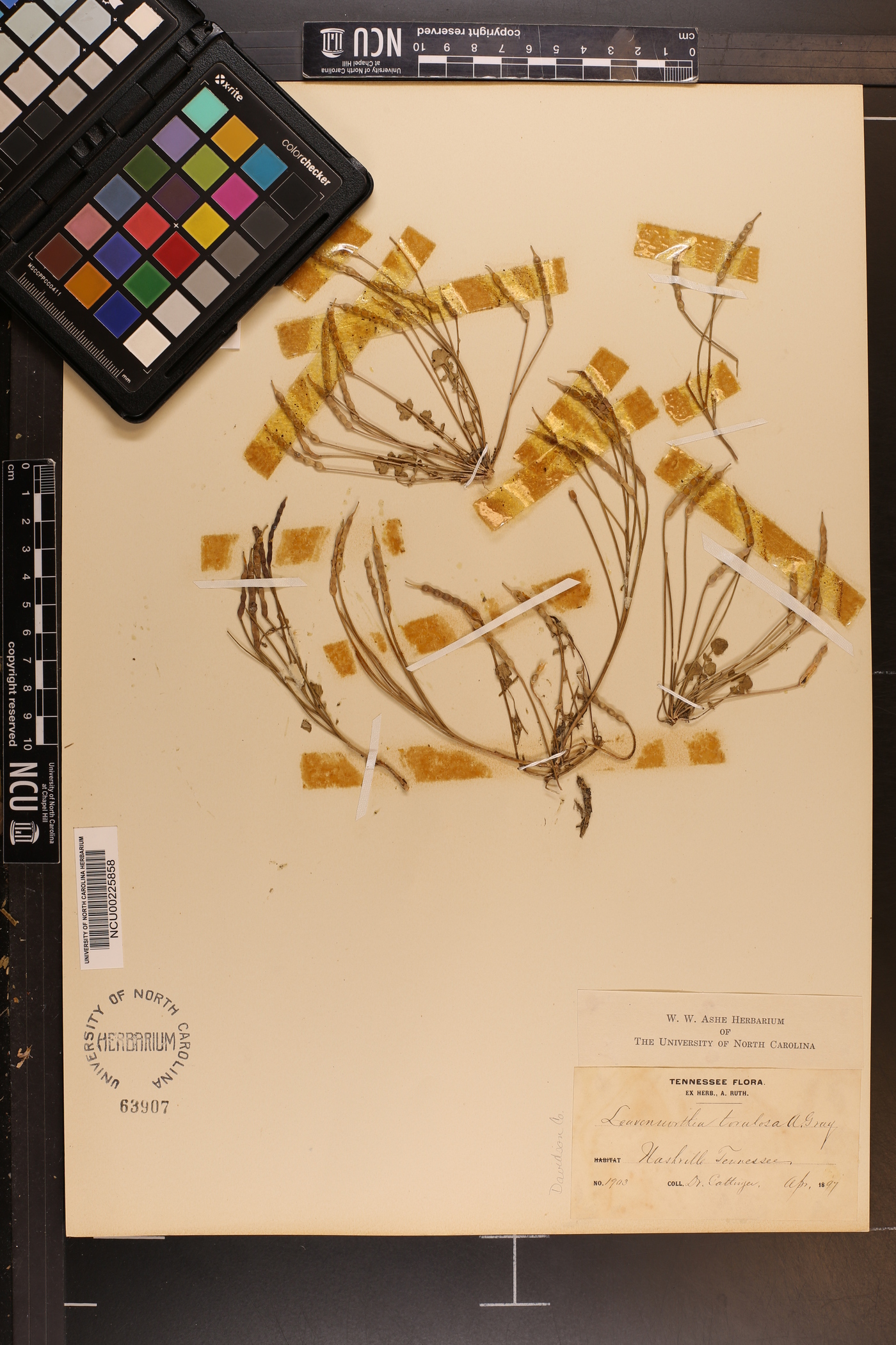 Leavenworthia torulosa image