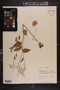 Cardamine bulbosa image