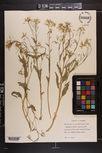 Cardamine bulbosa image