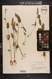 Cardamine bulbosa image