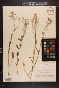 Cardamine rhomboidea image