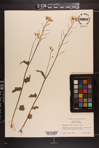 Cardamine bulbosa image