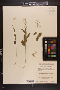 Cardamine bulbosa image