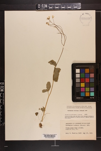 Cardamine bulbosa image