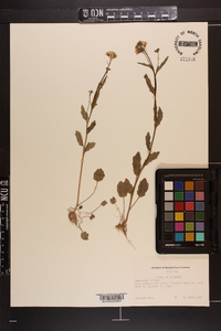 Cardamine bulbosa image