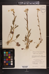 Cardamine bulbosa image